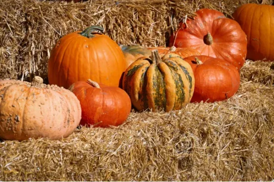 Assorted fresh pumpkins and decorative gourds arranged on hay, ideal for wholesale produce suppliers and food distributors.