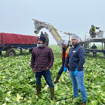 Workers harvest lettuce in a misty field, emphasizing teamwork and modern agriculture practices.